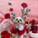 까까멍멍 이미지