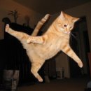 날으는고양이 이미지