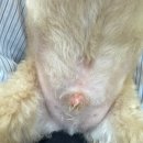 매일행복하개 이미지