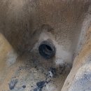 코아&2060 이미지