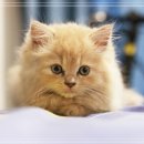 행복한동물병원 이미지