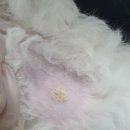 늘사랑 양한방 동물병원 이미지