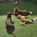 블루 독 스쿨 이미지