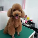 핑코애견 이미지