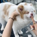 수원-0591 이미지