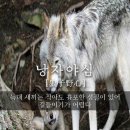 장강 Daum카페