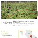 황토 심마니 네이버블로그