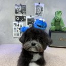 퍼피팸퍼 이미지