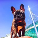 도기슈퍼 이미지