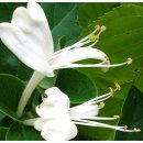 인동초민박 이미지