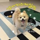 스타메디칼 | 강아지 스케일링 비용｜노령견 치석제거 마취 후기, 파주 운정 웰니스동물메디컬센터 내돈내산