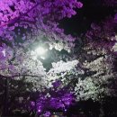 꽃보라동산 이미지