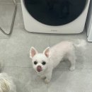 내동애견 이미지