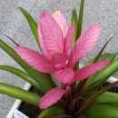 아나나스 이미지