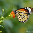 구리하수처리장 곤충생태관 이미지