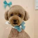 꿈꾸는개 이미지