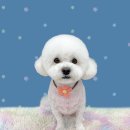 하얀이언니네 이미지