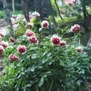 선경레이카운티부동산공인중개사사무소 이미지