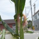 왜관성주식당,김기상집방문,동네꽃들 6/30 (월) 雲多한때비 기온 19/29도 이미지