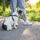 조이동물의료센터 이미지