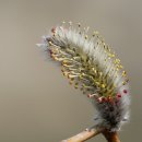 강아지 대공원 이미지