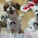 아루보리 이미지