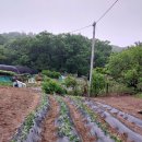 호박,꿀고구마 400개 또 심고 이미지