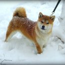 왕초켄넬 이미지