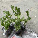 미리네농장 이미지