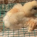 석원농장 이미지