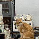 훤칠한고양이 이미지