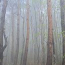 화왕산민박 | 비슬산 참꽃(진달래) 산행후기