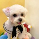 미용하는 강아지 살롱 이미지
