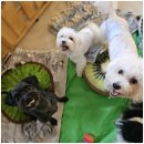 일산애견 이미지