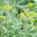 서곡초등학교 이미지