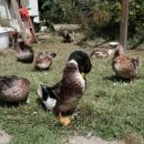 오리들2길 이미지