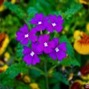 사랑과 기쁨 이미지