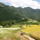 감전(메밀축제장) 이미지