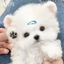 인천강아지분양 멍그레 이미지