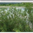 버드나무약국 이미지