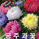 공주과일