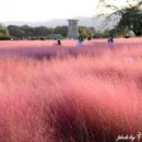 경주 가볼만한곳 첨성대 핑크뮬리 시기 이미지