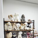 따라 애견학교 이미지