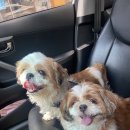 멍데렐라 이미지