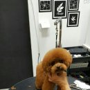 애견#(샾) 이미지