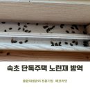 나무약품(주) | 속초 단독주택 썩덩나무노린재 완벽 방역하는 5가지 방법