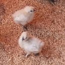 현성농장 이미지