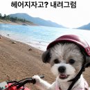 댕글 - 남양주시 다산중앙로 109 | 용인 댕글라이프 애견카페 내돈내산 후기
