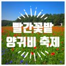 용수골하우스 | 주말연휴 가기좋은 원주 꽃축제｜용수골 양귀비축제 후기