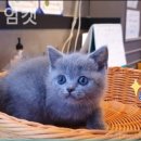 프리미엄캣 | 부산강아지분양 프리미엄캣 깔끔하고 쾌적한 곳